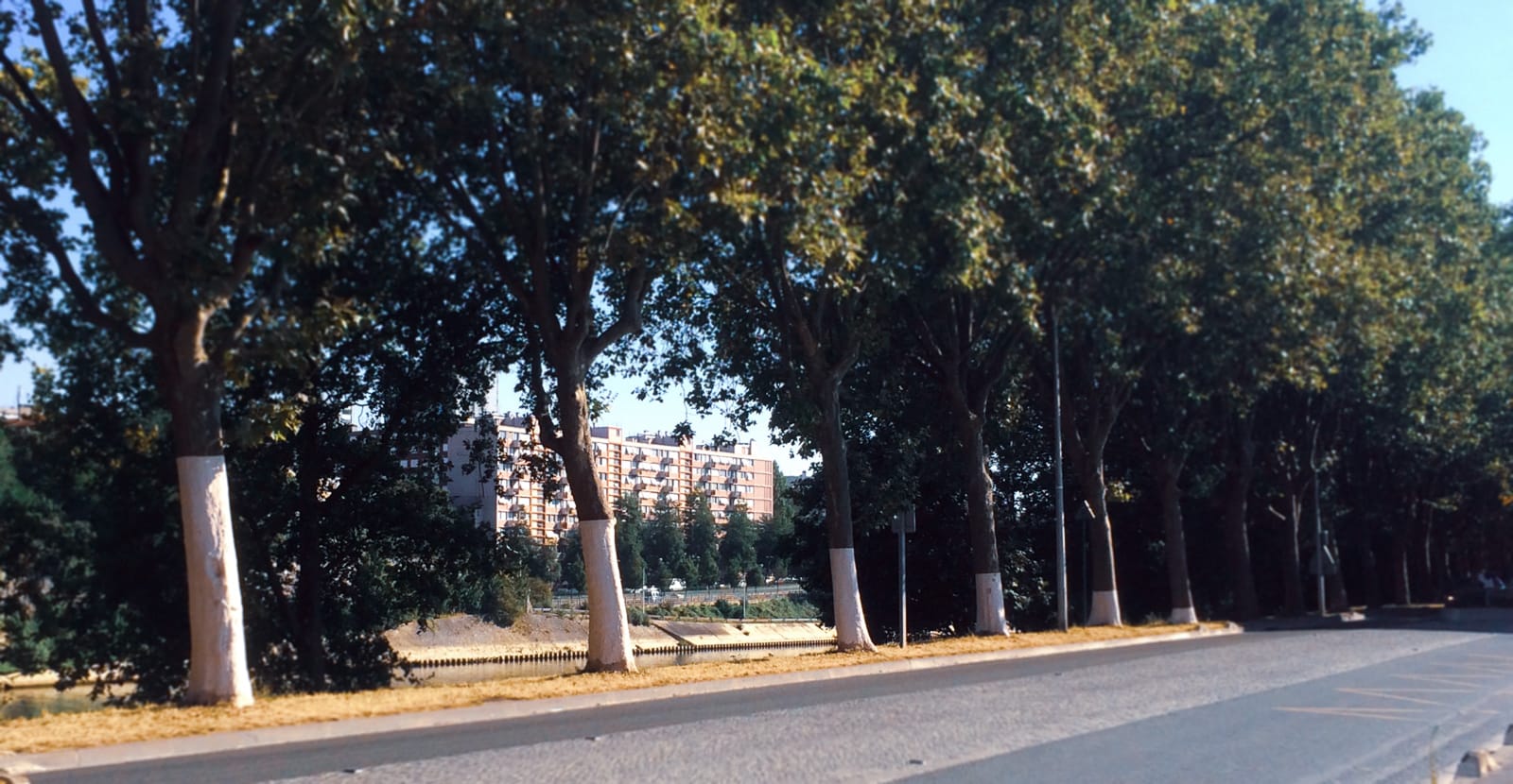 FACT ile saint denis arbre chaulage ®Hermeline carpentier fabrication maison Simon Cathelain