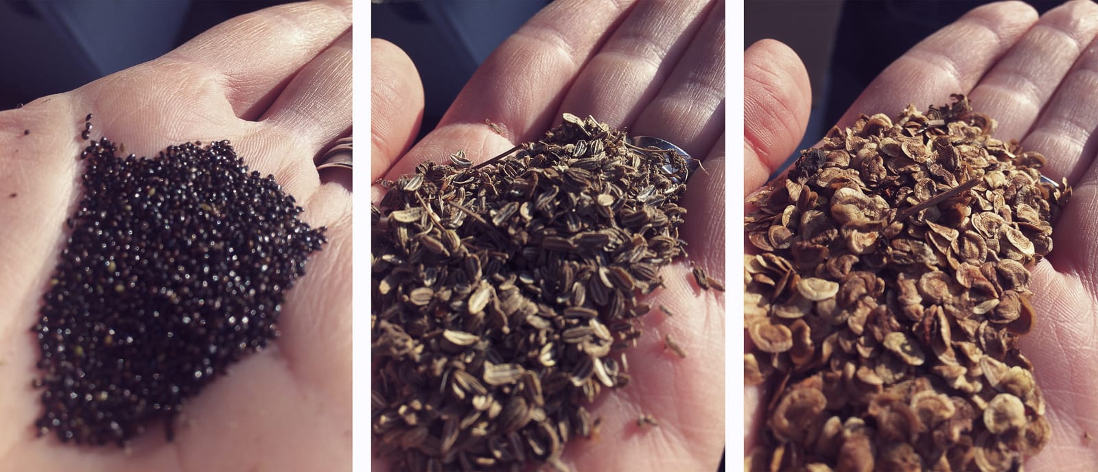 Graines prairie vs zac jardin naturaliste ®Hermeline Carpentier