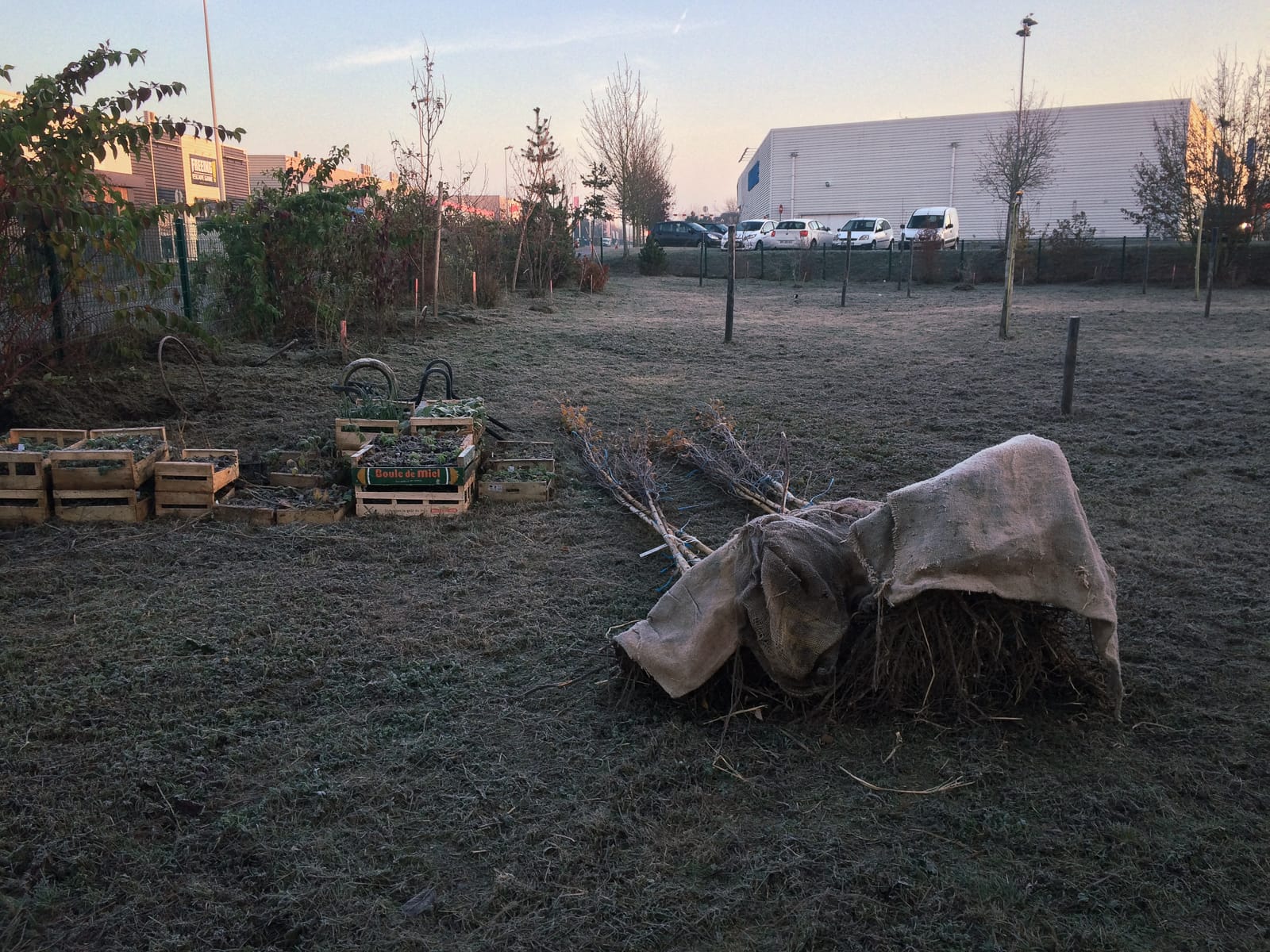 Chantier plantation arbres prairie vs zac jardin naturaliste ®Hermeline Carpentier