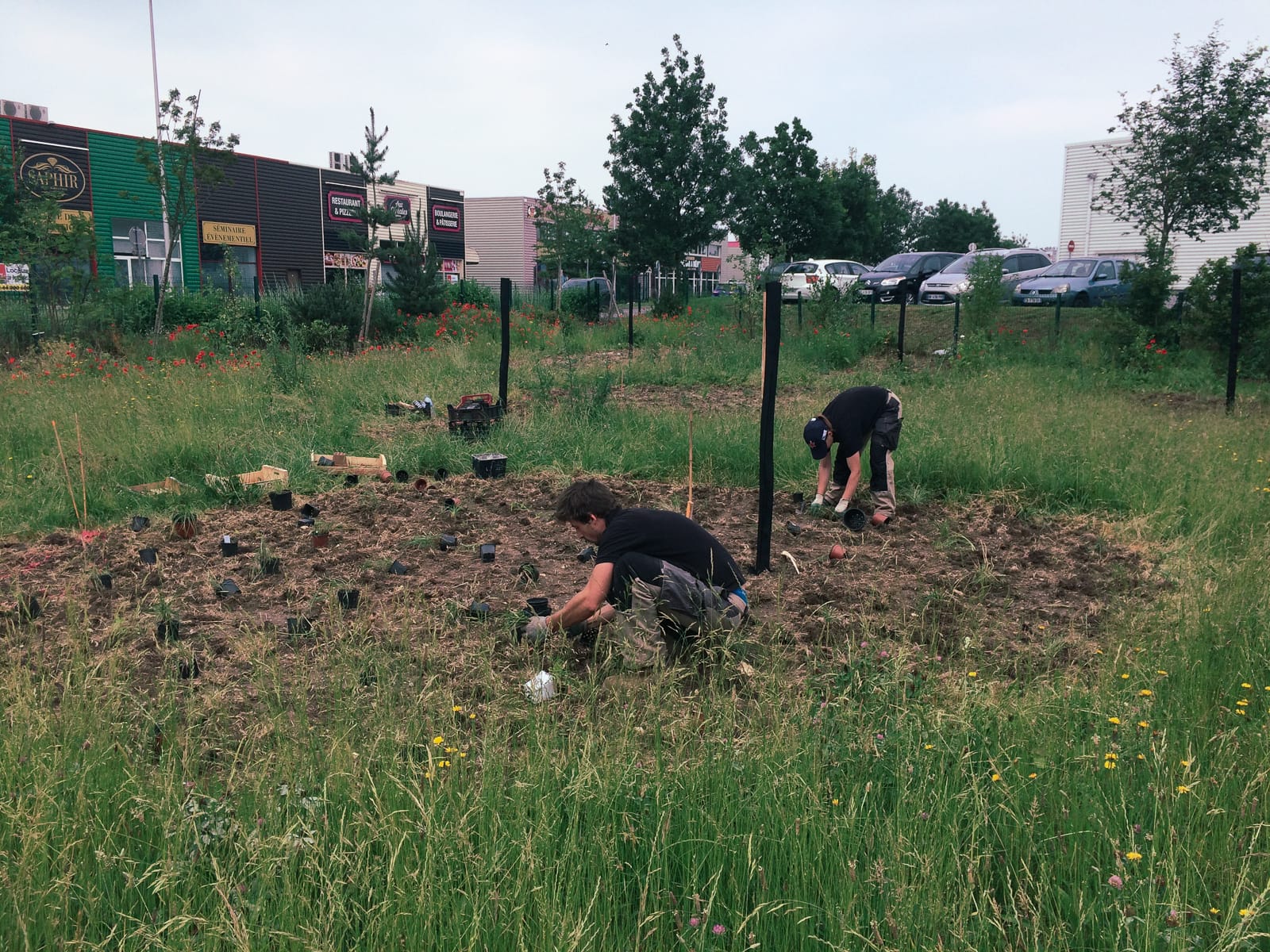 Chantier plantation semis plantes indigènes associées à la prairie spontanée prairie vs zac jardin naturaliste ®Hermeline Carpentier