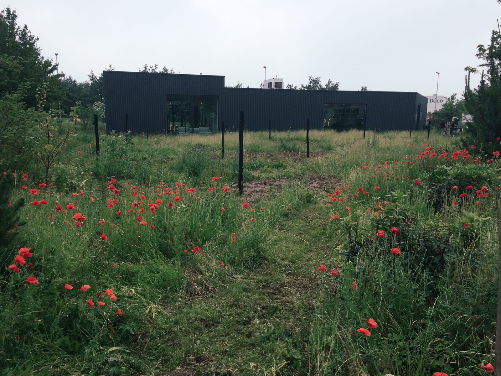 Prairie spontanée + semis plantes indigènes Élevation prairie vs zac jardin naturaliste ®Hermeline Carpentier
