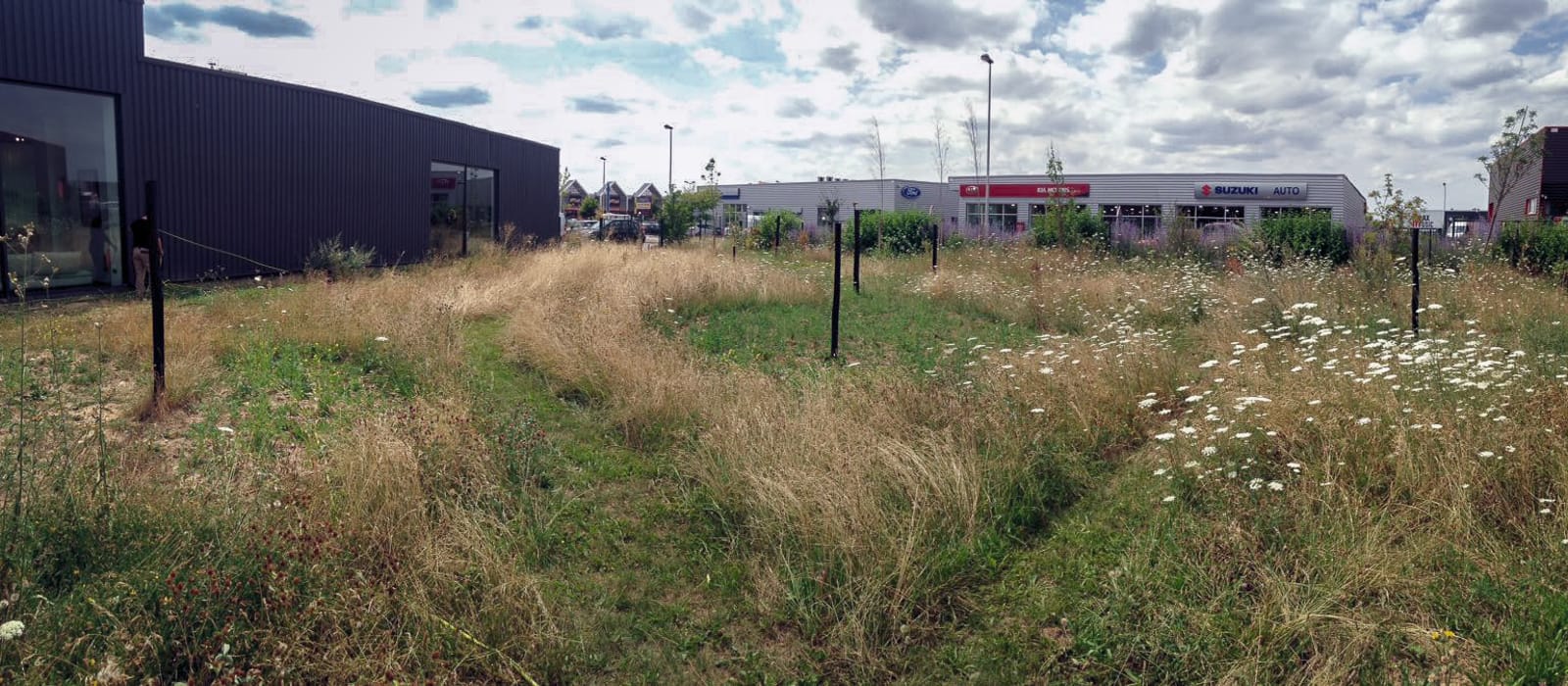 Gestion différenciée Prairie spontanée + semis plantes indigènes Élevation prairie vs zac jardin naturaliste ®Hermeline Carpentier
